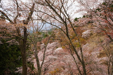 Yoshino-yama or Mount Yoshino in Nara, Japan. Pink Sakura or Cherry Blossoms Flower blooming in Spring Season. Japan's most Famous Viewing Spot - 日本 奈良 吉野山 桜

