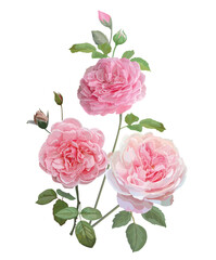 Pink Roses isolated on white background vector illustratio