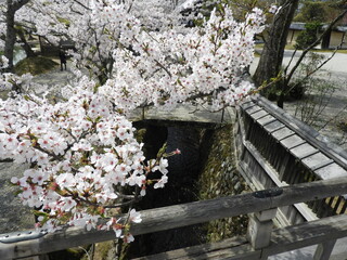 桜と小川