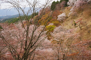 Yoshino-yama or Mount Yoshino in Nara, Japan. Pink Sakura or Cherry Blossoms Flower blooming in Spring Season. Japan's most Famous Viewing Spot - 日本 奈良 吉野山 桜

