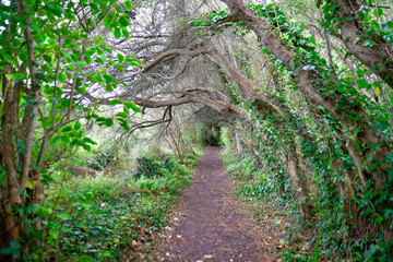 Obraz premium Sentier de randonnée en Bretagne - France