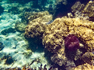 coral reef and sea
