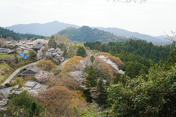 Fototapeta premium Yoshino-yama or Mount Yoshino in Nara, Japan. Pink Sakura or Cherry Blossoms Flower blooming in Spring Season. Japan's most Famous Viewing Spot - 日本 奈良 吉野山 桜