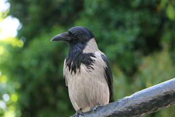 A curious crow on tree branches.