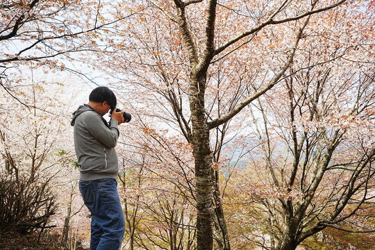 Man taking Photo of Yoshino-yama or Mount Yoshino in Nara, Japan. Pink Sakura or Cherry Blossoms Flower blooming in Spring Season. Japan's most Famous Viewing Spot - 日本 奈良 吉野山 桜 写真を撮る男性