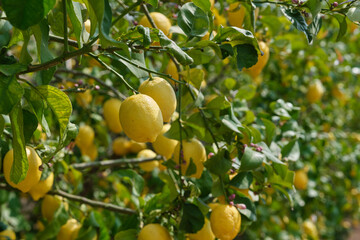 Bunches of fresh yellow ripe lemons with green leaves. Bunches of fresh yellow ripe lemons on the branches of a lemon tree in an Italian garden. Lemon garden in Italian ready for harvest.