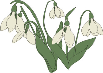 Snowdrops. First spring flowers. Delicate bouquet. High quality vector illustration.