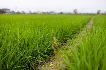 Taiwan Yilan paddy rice field