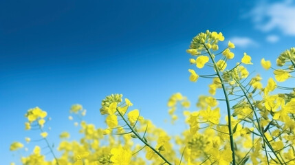 春の菜の花と青空の風景　Generative AI