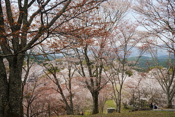 Yoshino-yama or Mount Yoshino in Nara, Japan. Pink Sakura or Cherry Blossoms Flower blooming in Spring Season. Japan's most Famous Viewing Spot - 日本 奈良 吉野山 桜

