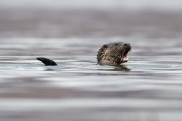 Eurasian otter (Lutra lutra) swimming along the coast, Isle of Mull, Scotland