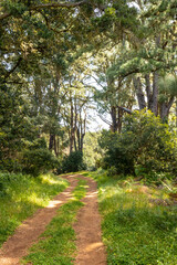 Footpath in the Natural Park of La Llania in El Hierro, Canary Islands. lush green landscape