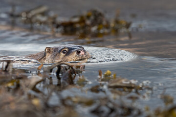 Eurasian otter (Lutra lutra) swimming among the seaweed, Isle of Mull, Scotland