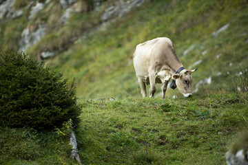 Cow grazing on a green alpine meadow in the Swiss Alps, Switzerland