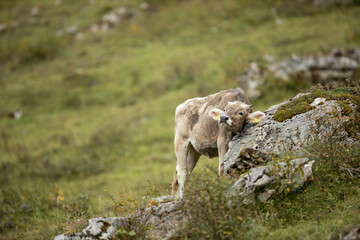 Cow grazing on a green alpine meadow in the Swiss Alps, Switzerland