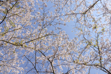 Fototapeta na wymiar Cherry blossoms against the blue sky