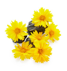 Yellow coreopsis flower with stone isolated on white background. Spa therapy arrangement