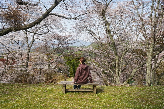 Woman Sitting and Relaxing over Pink Sakura or Cherry Blossoms Background. Image of Spring Season in Japan - 日本 奈良 吉野山 桜 座る女性