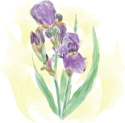 Iris in a watercolor style. Purple flower. High quality vector illustration.