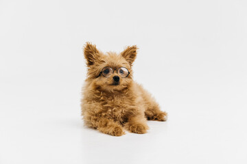 Golden Cockapoo puppy laying down isolated against a white background