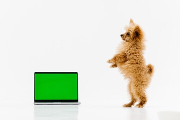 A funny dog sits on a white background and looks cheerfully at a laptop. A small dog actively looks at the computer screen. Little dog puppy is resting with a gadget