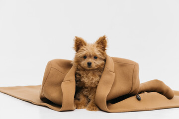 Funny little dog in a brown coat looks at the camera while sitting on a white background.
