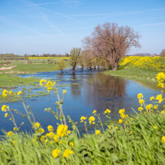 floodplanes of river waal in the netherlands under blue spring sky with yellow flowers