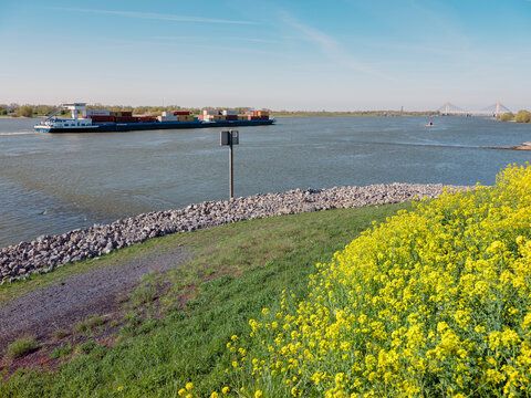 barge on river waal in the netherlands under blue sky with yellow spring flowers