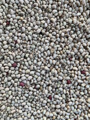A close up of a pile of seeds.