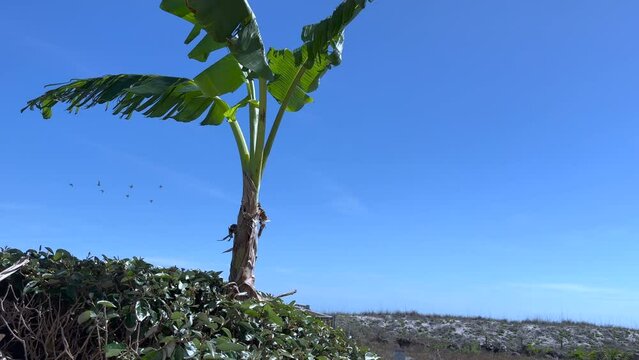 Wind shredded banana tree leaves blowing with pelicans flying by during day