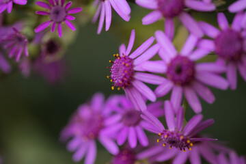 Flora of Gran Canaria - magenta flowers of Pericallis webbii, endemic to the island, natural macro floral background