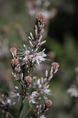 Flora of Gran Canaria -  Asphodelus ramosus, branched asphodel, floral background