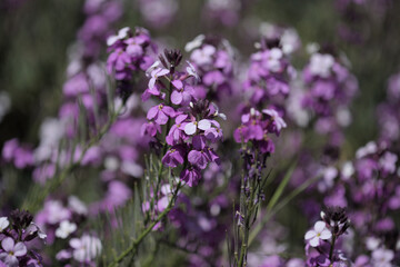 Flora of Gran Canaria - lilac flowers of crucifer plant Erysimum albescens, endemic to the island natural macro floral background
