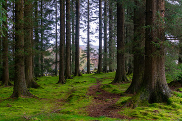 Fototapete bei efototapeten.de bestellen   