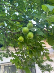 plum , leaves on tree branch and plum . Summer fruits. Natural concept , blur background.