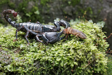 An Asian forest scorpion prepares to prey on a mole cricket on a rock overgrown with moss. This...
