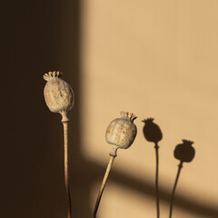 Dry poppy stems on warm beige background with soft blurred sunlight shadows. Aesthetic bohemian...