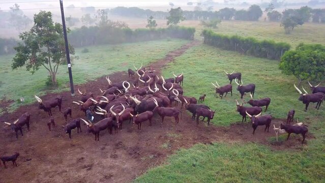 Ankole Watusi Cattle With Massive Horns Feeding In Farmland During Misty Morning In Western Uganda, Africa. Aerial Drone Shot