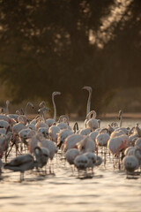 A view of a flock of Flamingos in Al Qudra Lakes in the desert of Dubai