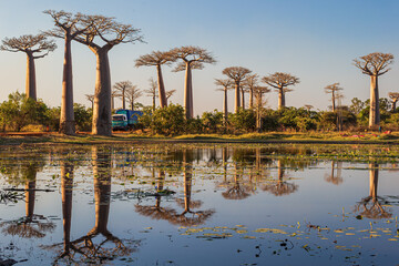 Beautiful Baobab trees at sunset at the avenue of the baobabs in Madagascar