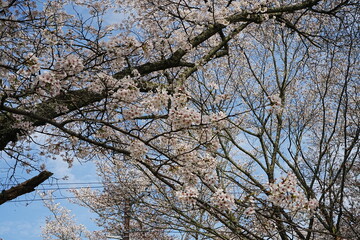 Yoshino-yama or Mount Yoshino in Nara, Japan. Pink Sakura or Cherry Blossoms Flower blooming in Spring Season. Japan's most Famous Viewing Spot - 日本 奈良 吉野山 桜