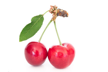 Cherry Blossoms: A Creative Photography Exploration