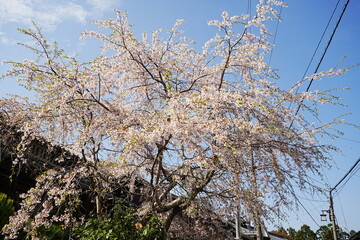 Yoshino-yama or Mount Yoshino in Nara, Japan. Pink Sakura or Cherry Blossoms Flower blooming in Spring Season. Japan's most Famous Viewing Spot - 日本 奈良 吉野山 桜