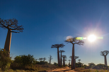 Fototapeta na wymiar Beautiful Baobab trees with afternoon sun at the avenue of the baobabs in Madagascar.