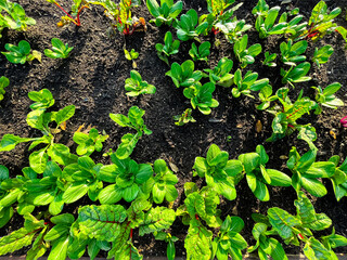 Organic Swiss chard, Bok choys, radishes cool weather crops leafy greens plants mixed growing good dark compost soil raised bed garden near Dallas, Texas, USA