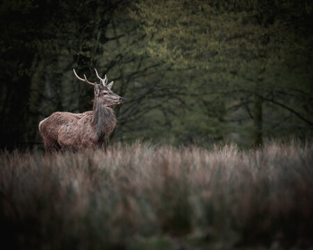 Deer in the wood