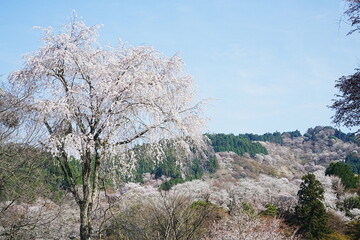 Fototapeta na wymiar Yoshino-yama or Mount Yoshino in Nara, Japan. Pink Sakura or Cherry Blossoms Flower blooming in Spring Season. Japan's most Famous Viewing Spot - 日本 奈良 吉野山 桜