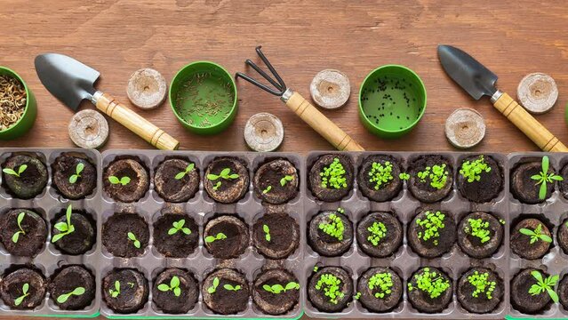 Young green sprouts of marigold, phlox, dahlia and ageratum garden flowers in peat tablets and plastic containers on wooden table. Growing flowers as hobby. Top view of seedlings and gardening tools