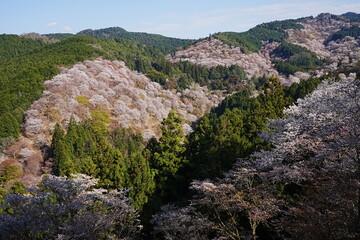Yoshino-yama or Mount Yoshino in Nara, Japan. Pink Sakura or Cherry Blossoms Flower blooming in...