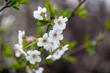 blooming white flowers on a tree branch